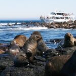 Phillip Island Seal-Watching Cruise - The Sum Up: Why This Cruise Is a Great Choice