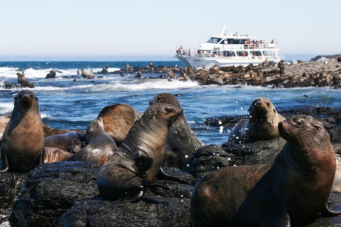 Phillip Island Seal-Watching Cruise - The Sum Up: Why This Cruise Is a Great Choice