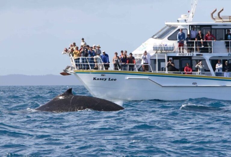Phillip Island: Whale Watching Boat Tour - The Sum Up: Why This Tour Is Worth Considering