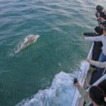 Phillip Island Whale Watching Tour - FAQs