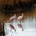 Photograph low country wildlife with a professional photographer - The Experience in Detail