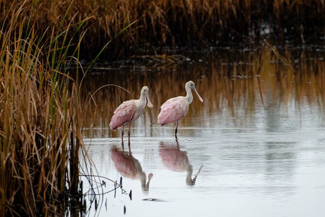 Photograph low country wildlife with a professional photographer - The Experience in Detail