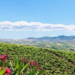 Picnic in an organic winery in Alcamo - Final Thoughts: Why This Tour Is a Good Choice