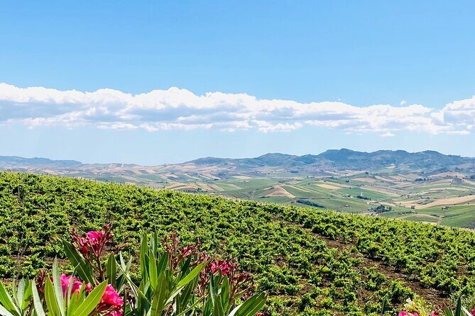 Picnic in an organic winery in Alcamo - Final Thoughts: Why This Tour Is a Good Choice