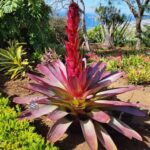 Pico Arieiro, Santana, São Lourenço & more  Full Day+PickUp - Why Choose This Tour?