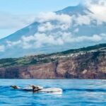 Pico Island: Whale Watching Experience from Lajes do Pico - Why This Tour Offers Great Value