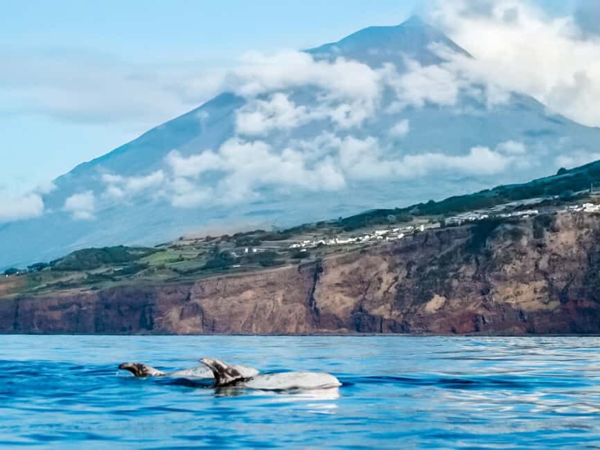 Pico Island: Whale Watching Experience from Lajes do Pico - Why This Tour Offers Great Value