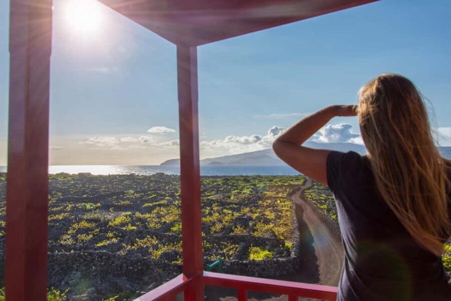 Pico Island: Wine and Vineyards Tour with Tasting - Practical Details and Experience Breakdown