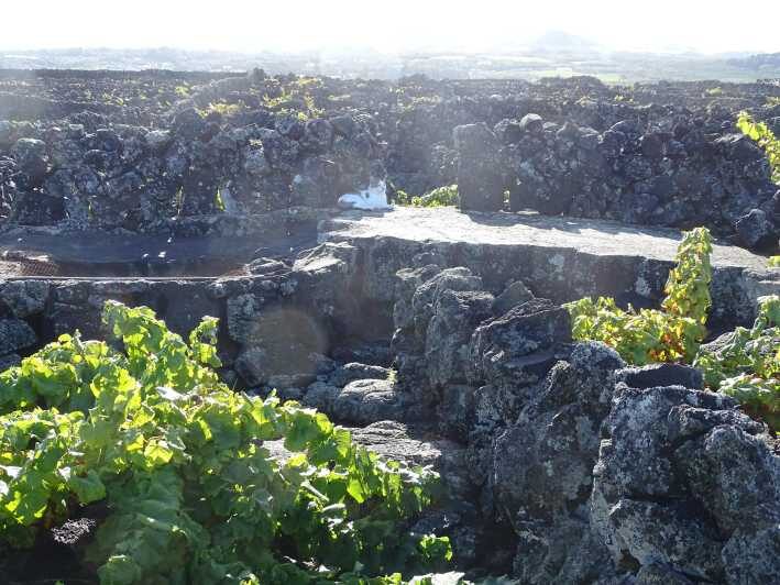 Pico Wine Tours - Final Thoughts: Is Pico Wine Tours Right for You?