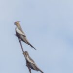 Pilbara Bird Tours - Who Should Consider This Tour?