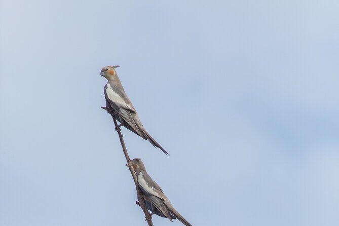 Pilbara Bird Tours - Who Should Consider This Tour?