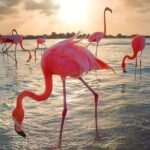 Pinktastic Lagoon Adventure Las Coloradas & Rio Lagartos from Cancun - The Sum Up