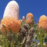 Pinnacles Day Tour - The Sum Up: Is the Pinnacles Day Tour Worth It?