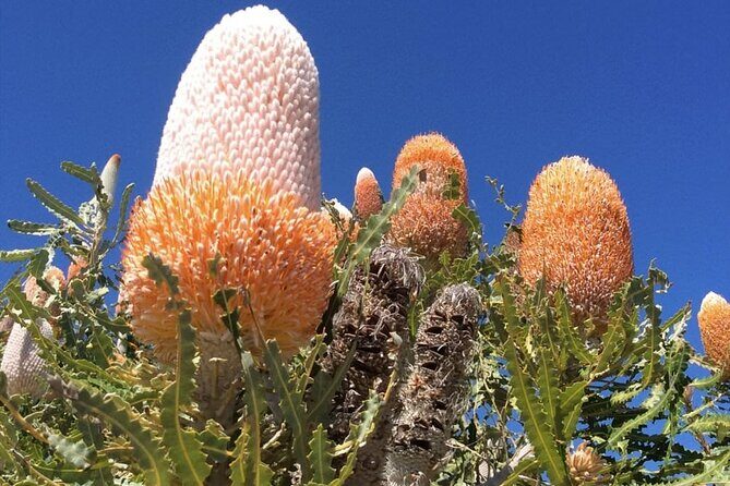 Pinnacles Day Tour - The Sum Up: Is the Pinnacles Day Tour Worth It?