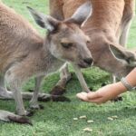 Pinnacles, Koalas & Sandboarding Tour Day Trip from Perth - What’s Included and What to Consider