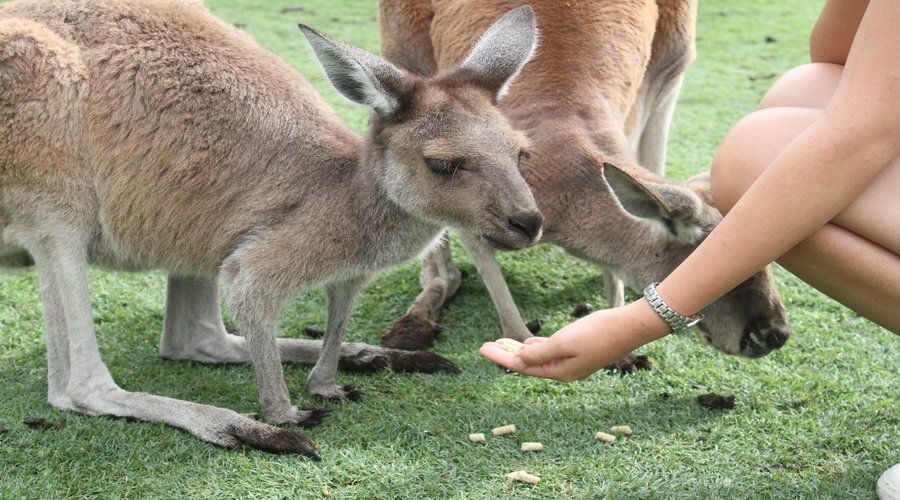 Pinnacles, Koalas & Sandboarding Tour Day Trip from Perth - What’s Included and What to Consider