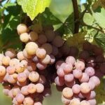 Pinot Noir & Pinot Wine Tour to Baden-Württemberg - Authentic Experiences and Authentic Wines