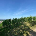 Pinot Noir & Pinot Wine Tour to Baden-Württemberg - Why This Tour Stands Out