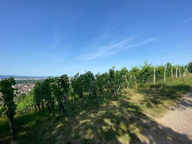 Pinot Noir & Pinot Wine Tour to Baden-Württemberg - Why This Tour Stands Out