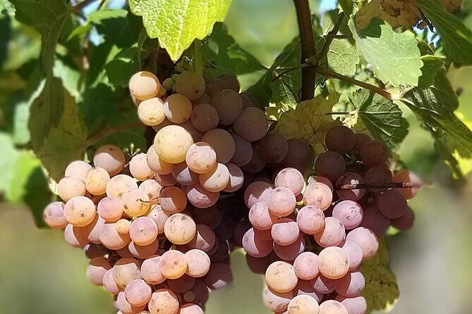 Pinot Noir & Pinot Wine Tour to Baden-Württemberg - Authentic Experiences and Authentic Wines