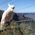 PJ Blue Mountains Supreme Tour (Private Charter) - Final Thoughts: Is It the Right Choice for You?