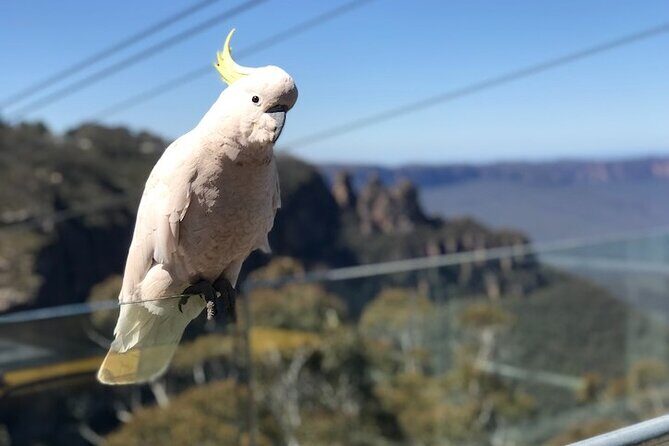 PJ Blue Mountains Supreme Tour (Private Charter) - Final Thoughts: Is It the Right Choice for You?
