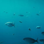 Playa Blanca: Mini Cruise to Papagayo with Swimming Stop - Why This Tour Stands Out