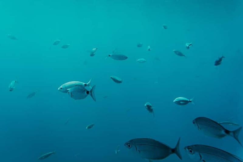 Playa Blanca: Mini Cruise to Papagayo with Swimming Stop - Why This Tour Stands Out