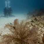 Playa del Carmen: Advanced Open Water Diver Course - FAQs