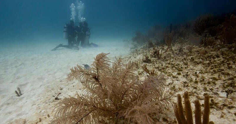 Playa del Carmen: Advanced Open Water Diver Course - FAQs