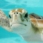 Playa del Carmen: Akumal Turtle Swim & Underground Cenote - Authentic Experiences and Viewer Feedback