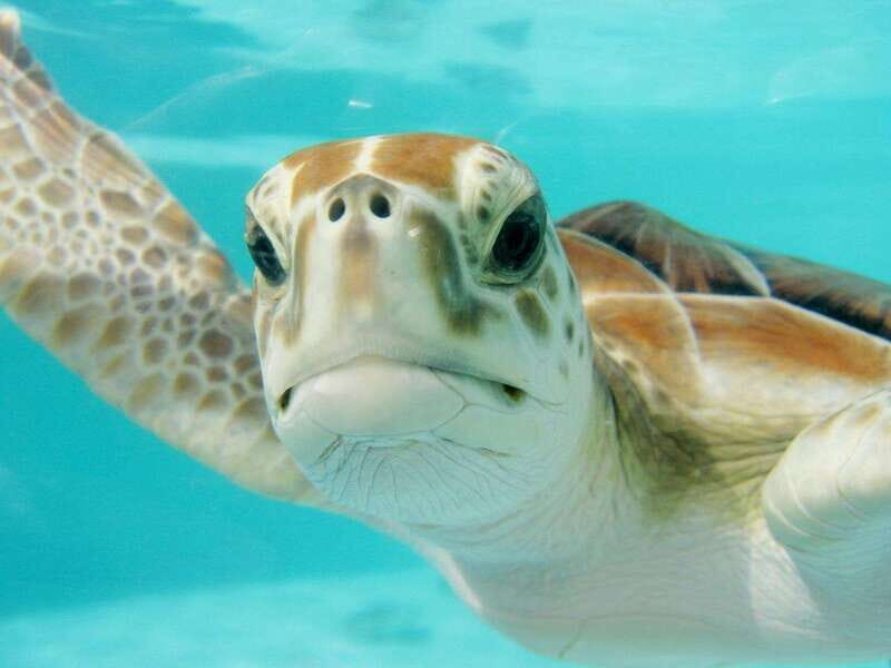 Playa del Carmen: Akumal Turtle Swim & Underground Cenote - Authentic Experiences and Viewer Feedback