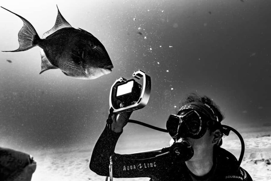 Playa del Carmen: Bull Shark Diving Experience - Who Should Consider This Tour?