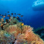 Playa del Carmen: Dive into our Local Reefs Today! - The Value of this Experience