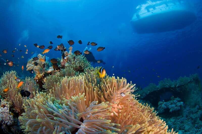 Playa del Carmen: Dive into our Local Reefs Today! - The Value of this Experience
