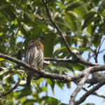 Playa del Carmen: Guided Birdwatching Hike - Final Thoughts