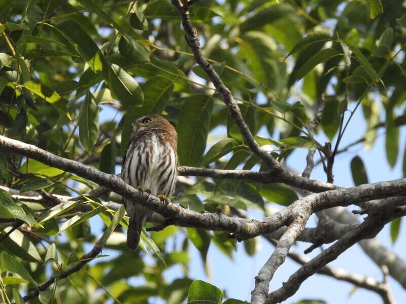 Playa del Carmen: Guided Birdwatching Hike - Final Thoughts