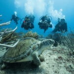 Playa del Carmen: Guided Reef Diving for Certified Divers - Who Is This Tour Best Suited For?