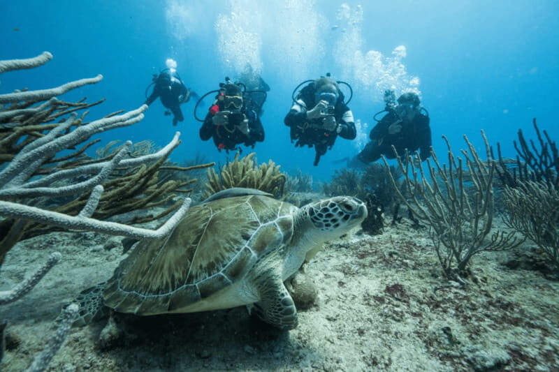Playa del Carmen: Guided Reef Diving for Certified Divers - Who Is This Tour Best Suited For?
