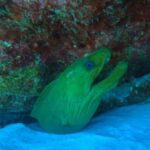 Playa del Carmen: Introductory Scuba Diving at Coral Reefs - Who Will Love This Experience?