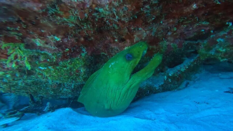 Playa del Carmen: Introductory Scuba Diving at Coral Reefs - Who Will Love This Experience?