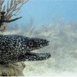 Playa del Carmen: Ocean Dive Tour - Final Thoughts: Is It Worth It?