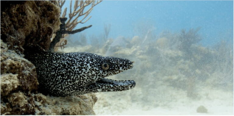 Playa del Carmen: Ocean Dive Tour - Final Thoughts: Is It Worth It?