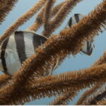 Playa del Carmen: Open Water Diver Course - What Makes This Course Stand Out?