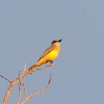Playa del Carmen: Private Morning Birdwatching Tour - An In-Depth Look at the Birdwatching Adventure
