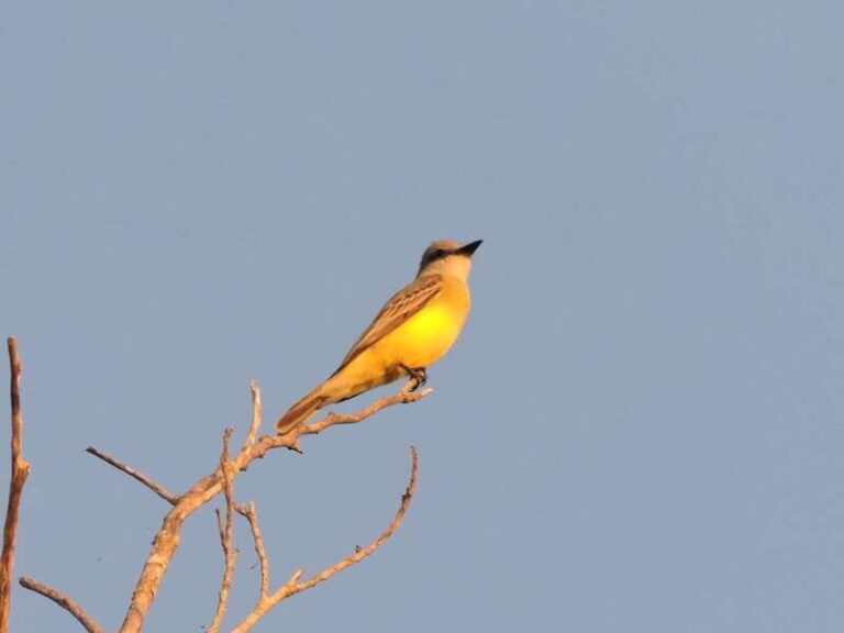 Playa del Carmen: Private Morning Birdwatching Tour - An In-Depth Look at the Birdwatching Adventure