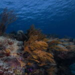 Playa del Carmen: Refresher Dive - Why Price Reflects Value