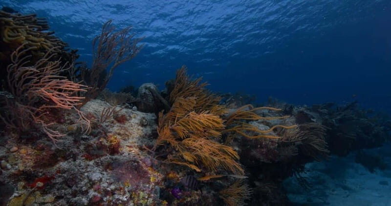 Playa del Carmen: Refresher Dive - Why Price Reflects Value