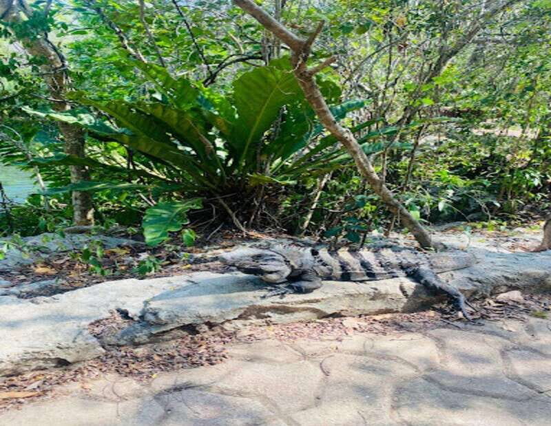 Playa del Carmen: Tour to Chichén Itzá and Valladolid - An In-Depth Look at the Tour Experience