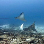 Playa del Carmen: Two Reefs Dives for Certified Divers - What Makes This Tour Stand Out?